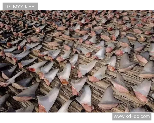 南京极限运动队灵活性引发热议与争议的背后故事